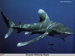 GCSR042-Oceanic_Whitetip_Shark copia